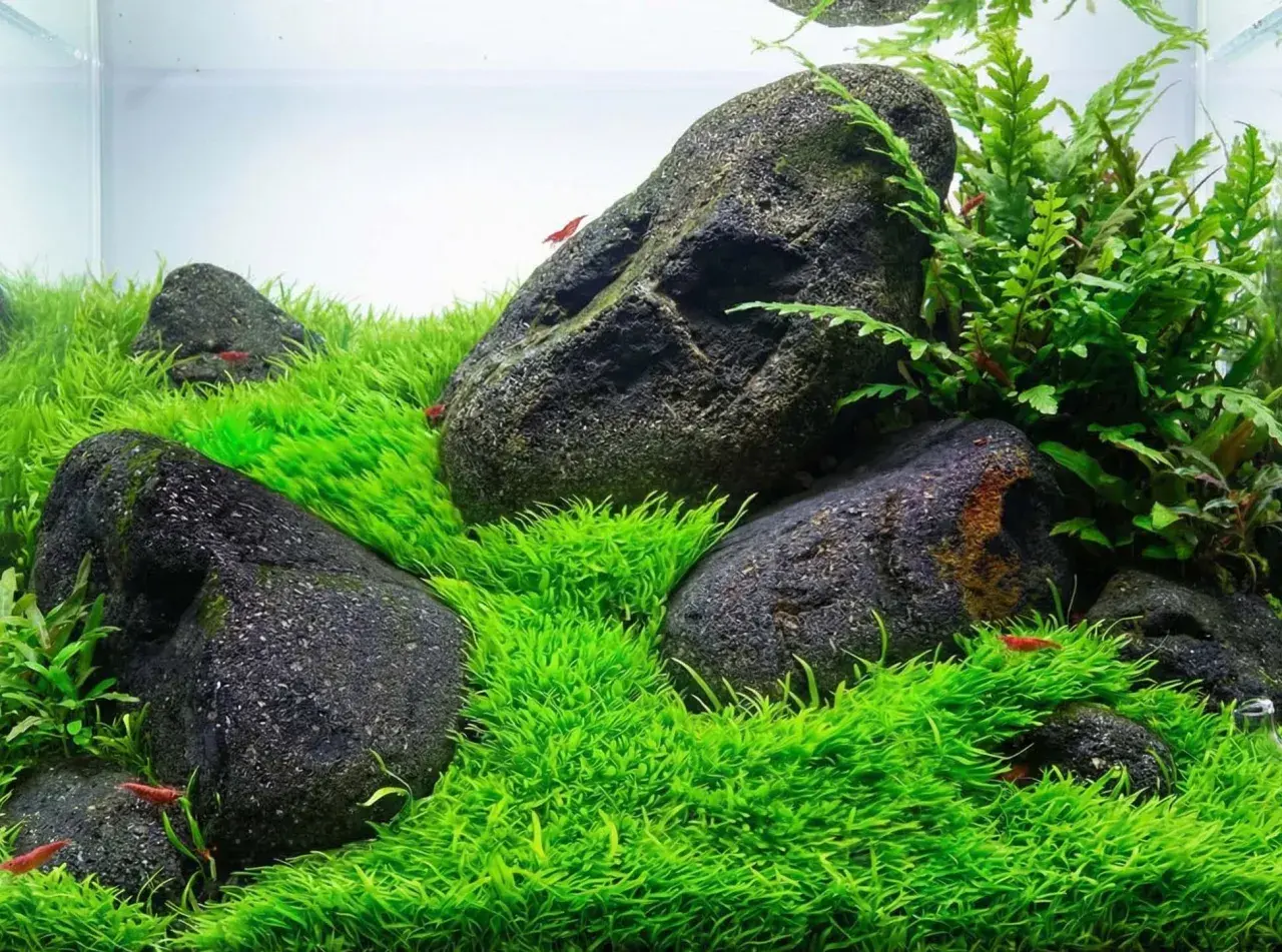 Akvarium med mossa, stenar och röda räkor. Eleocharis acicularis bildar en tät, grön matta.