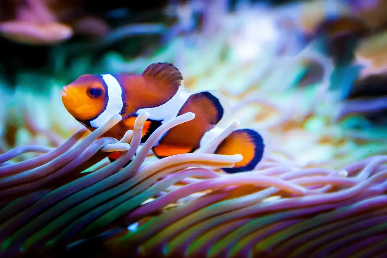 En clownfisk simmar bland färgglada anemoner.