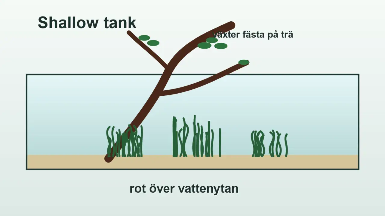 En rot från ett akvarium sträcker sig över vattenytan, med växter fästa på trädet.
