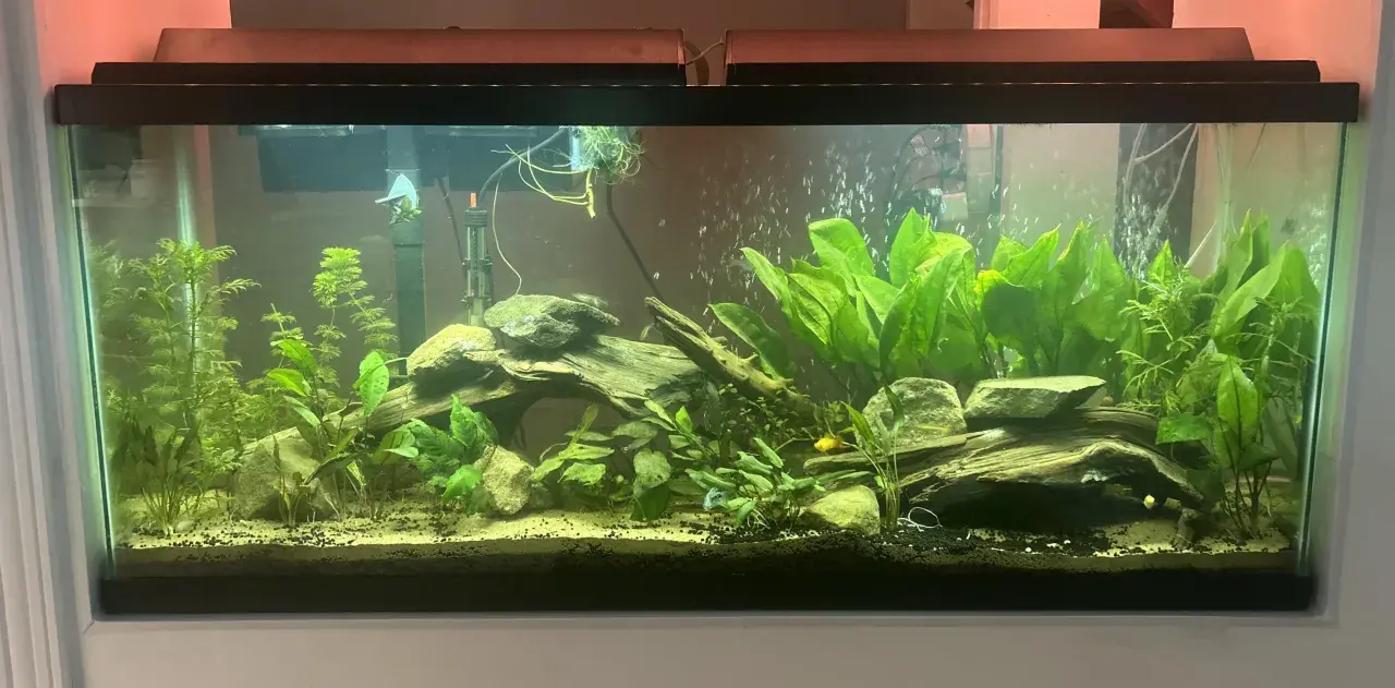 Ett frodigt 120 liter akvarium med många gröna växter, drivved och stenar. Några små fiskar simmar bland bubblorna.