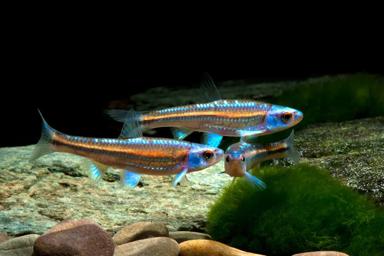 Tre glänsande notropis chrosomus simmar i ett akvarium med stenar och mossa. Deras blå och orange färger lyser.
