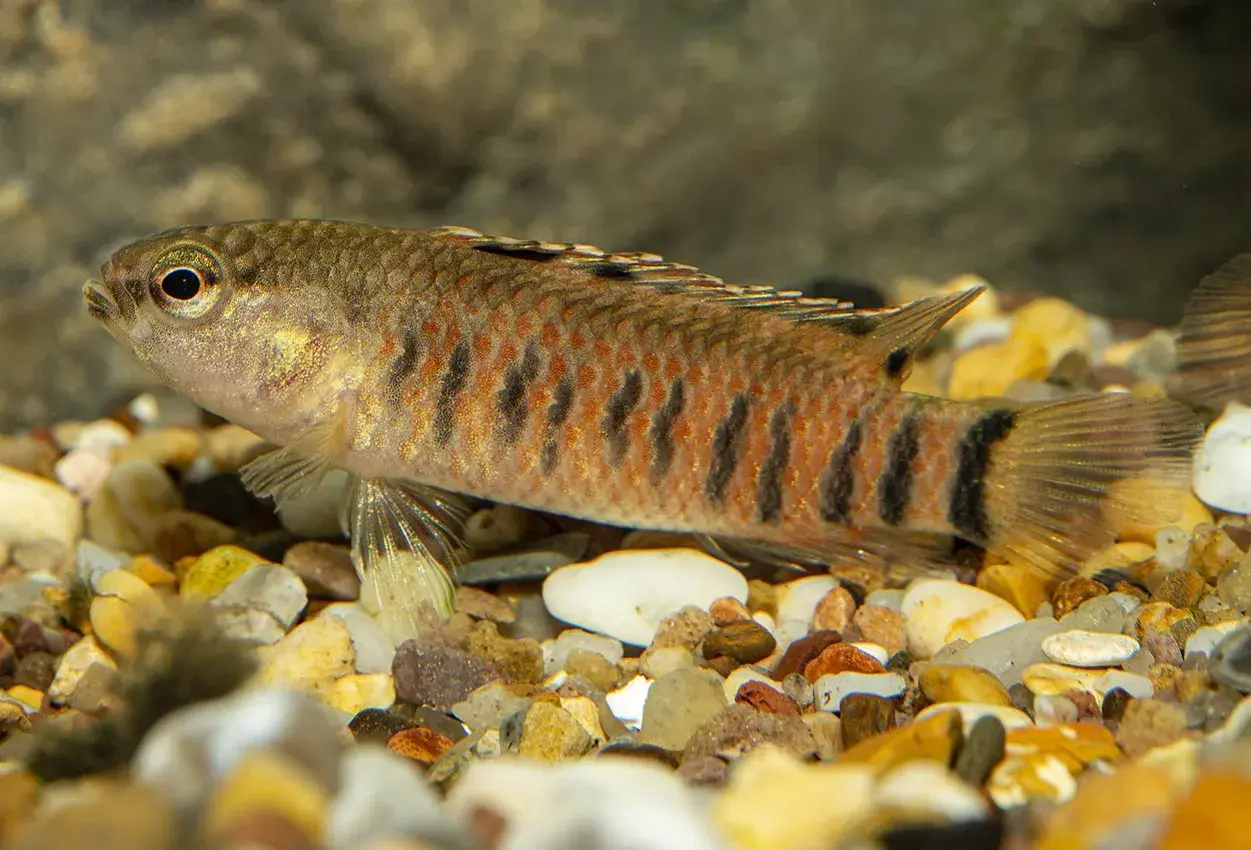 En randig fisk med orange och svarta markeringar simmar i ett saltvattensakvarium bland stenar.