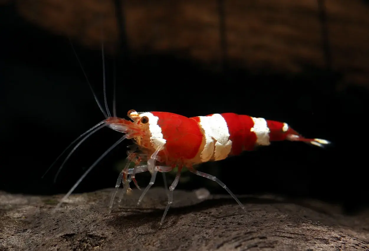 En rödvitrandig caridina räka med långa antenner står på en mörk yta.