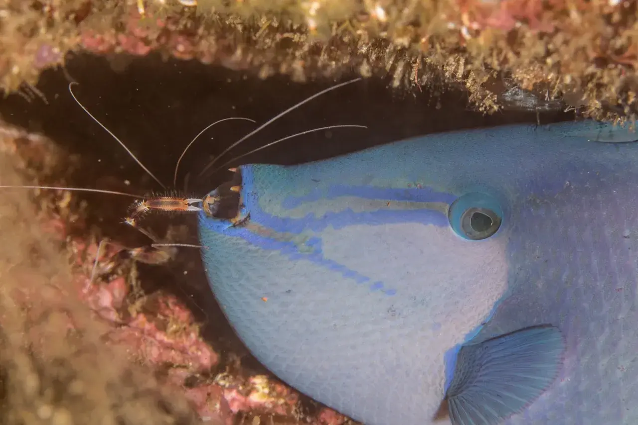 En niger triggerfish med blå ränder och en räka som putsar dess mun.
