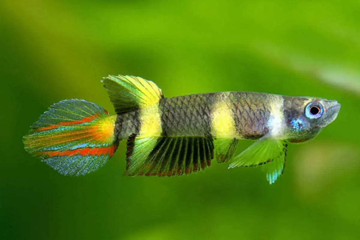 En clown killifish med randig kropp och färggranna fenor simmar mot en grön bakgrund.