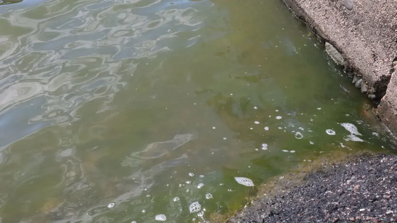 Grönt vatten med bubblor och en sköldpadda vid kanten. Vattnet ser ut som ett akvarium med blågröna alger.