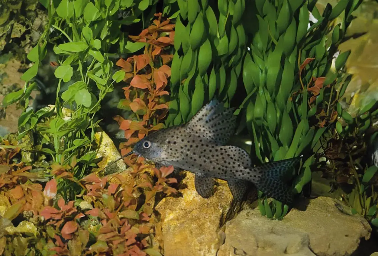 En prickig Synodontis eupterus simmar bland akvarieväxter och stenar.