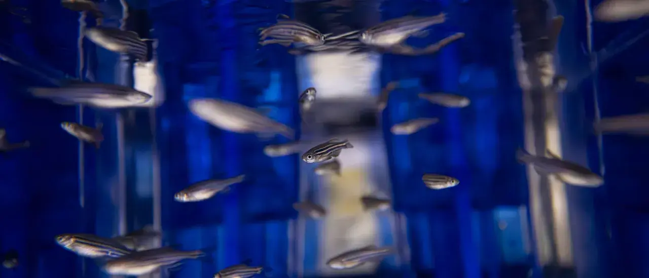En flock zebra fisk simmar i blått vatten.