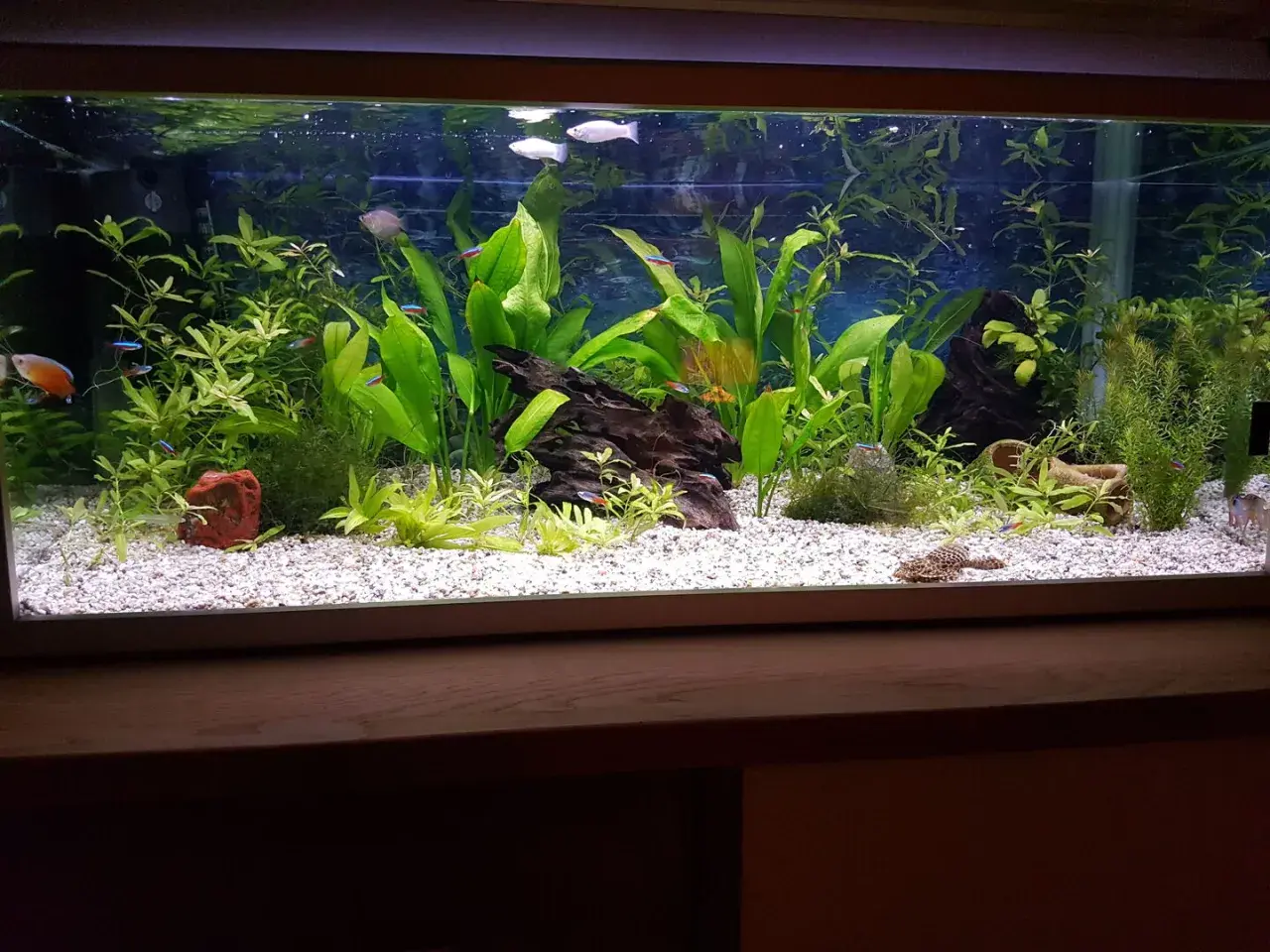 Vackert akvarium med frodiga växter och färgglada fiskar. En välskött miljö där vatten kemi är avgörande för trivseln.