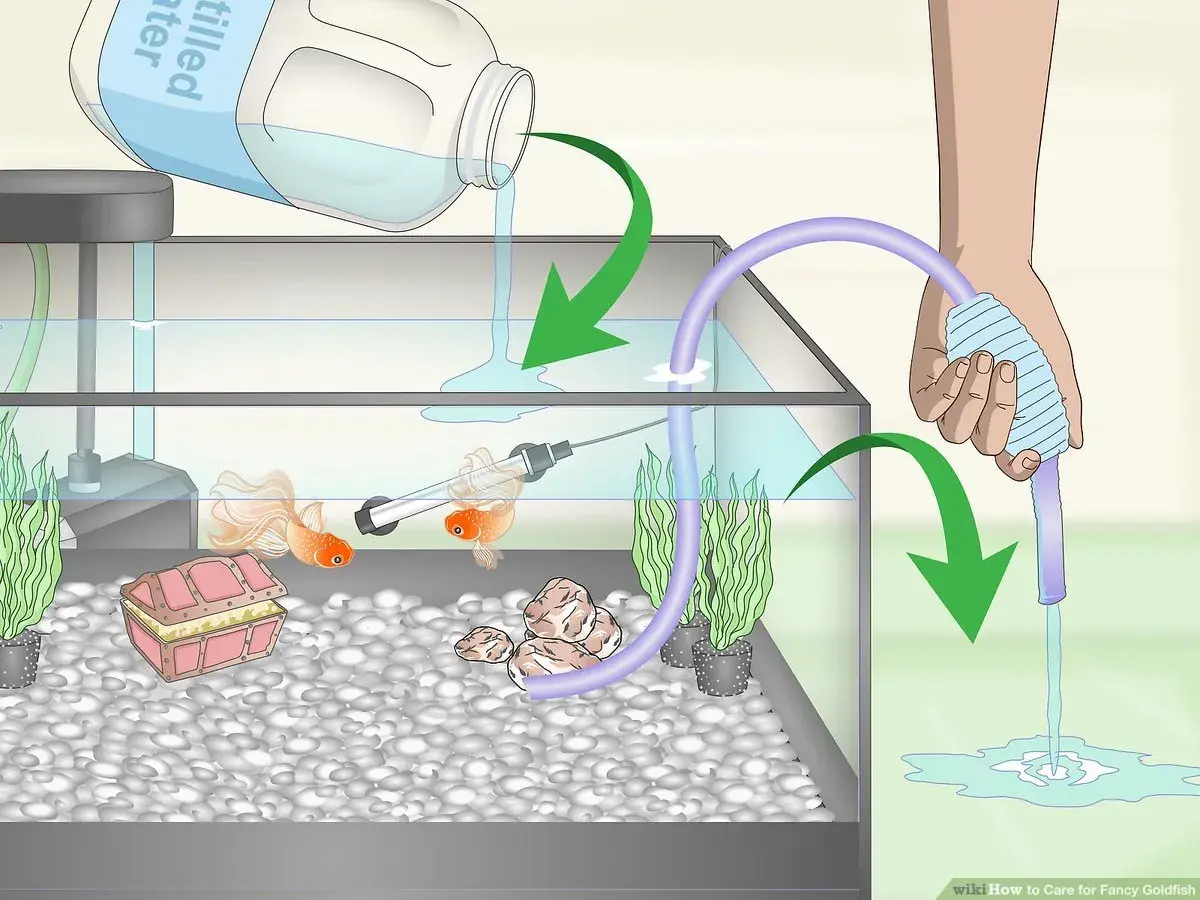 Två fancy goldfish simmar i ett akvarium medan vatten hälls i och sugs ut.