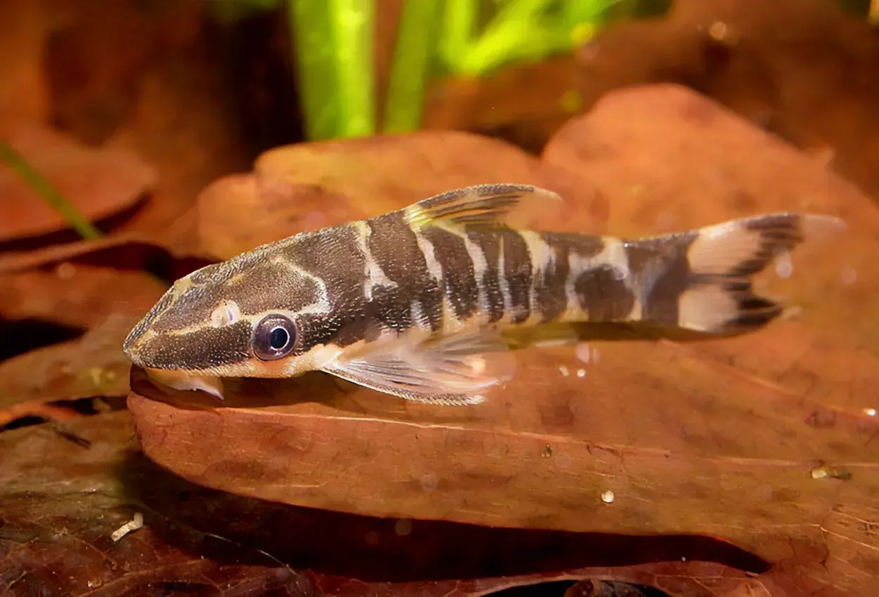 En otocinclus cocama med sina karakteristiska mörka ränder vilar på ett brunt löv i ett akvarium.