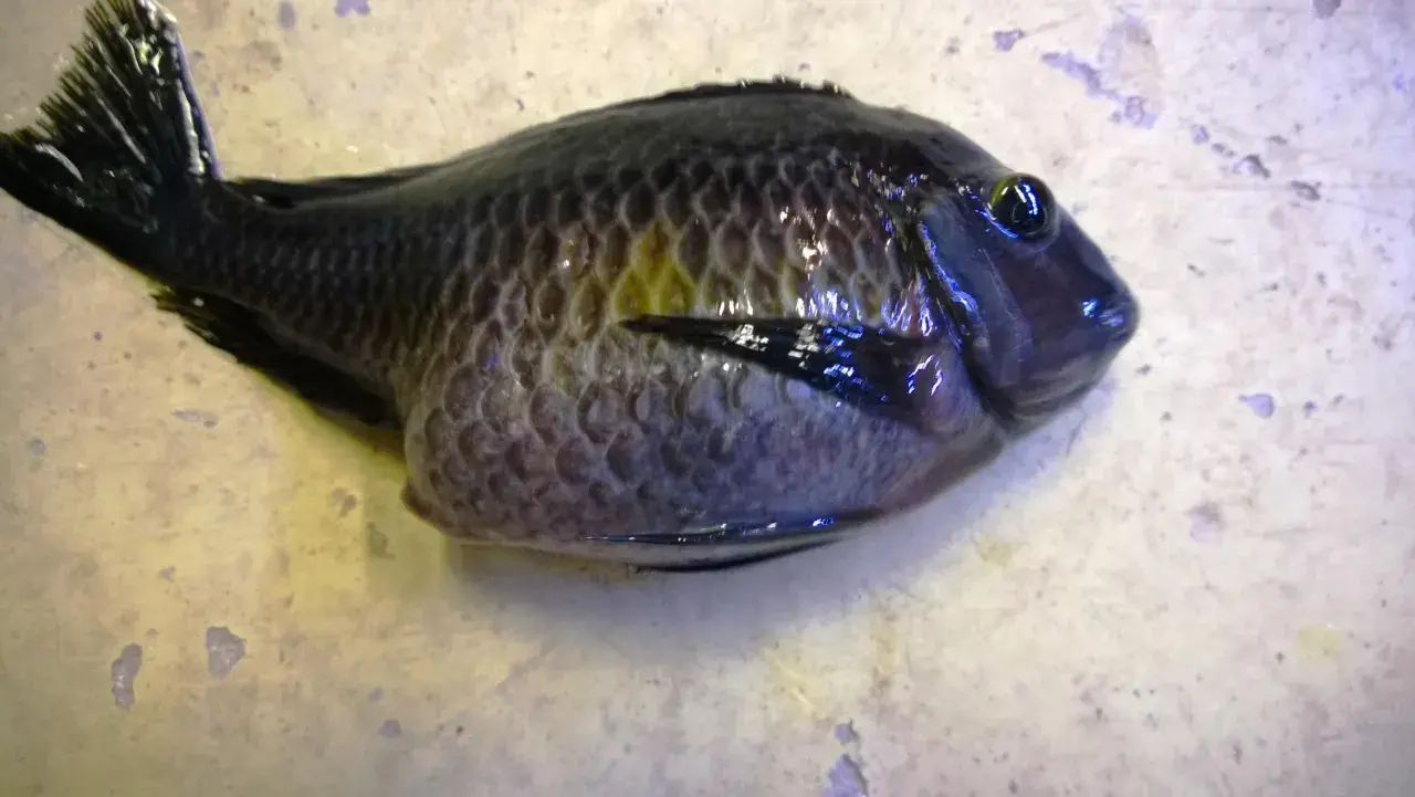 En uppblåst fisk med mörka fjäll och ett stort öga ligger på en ljus yta.