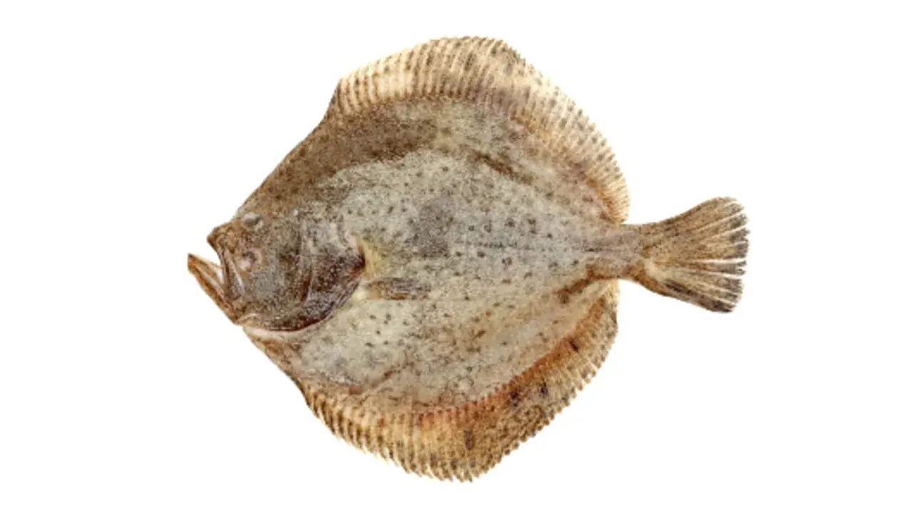 En plattfisk med prickigt mönster, redo att rocka fisken på tallriken.