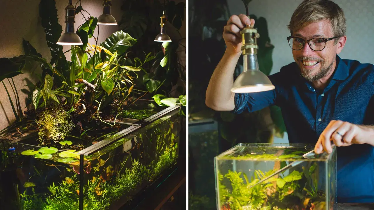 Man med glasögon justerar en frodig akvariumdesign med växter och vattenväxter under lampor.