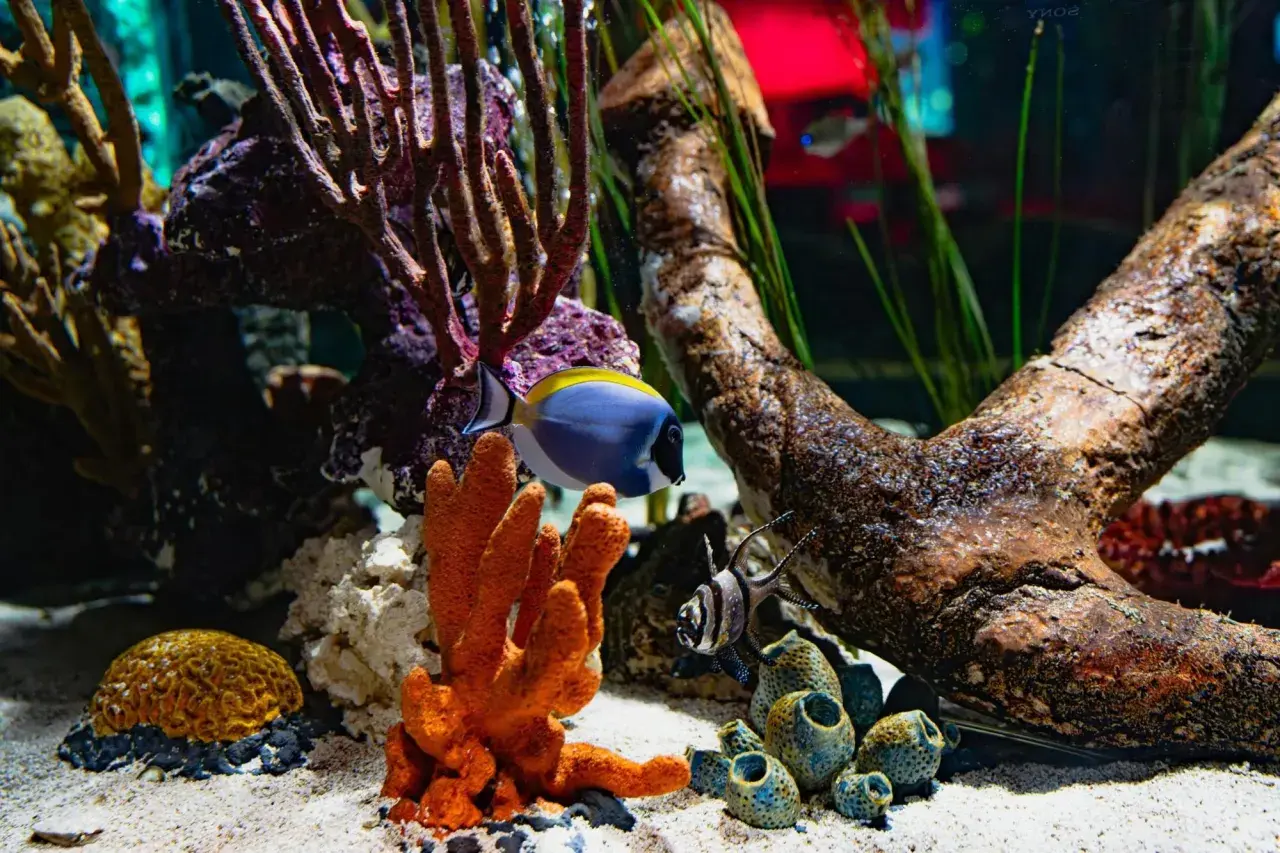 Ett vackert möbelakvarium med en blå och gul fisk som simmar bland koraller och drivved.