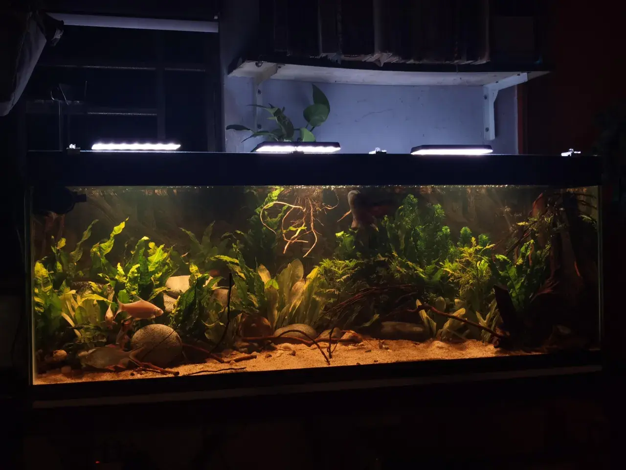 Ett välskött akvarium med frodig grönska, sandbotten och fiskar. Bottenfilter akvarium ger en ren miljö för livet i vattnet.