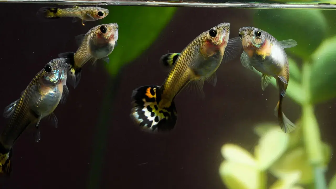Guppys simmar i akvarium. Vattenkvaliteten, som hårdhet vatten Umeå, är viktig för deras välmående.