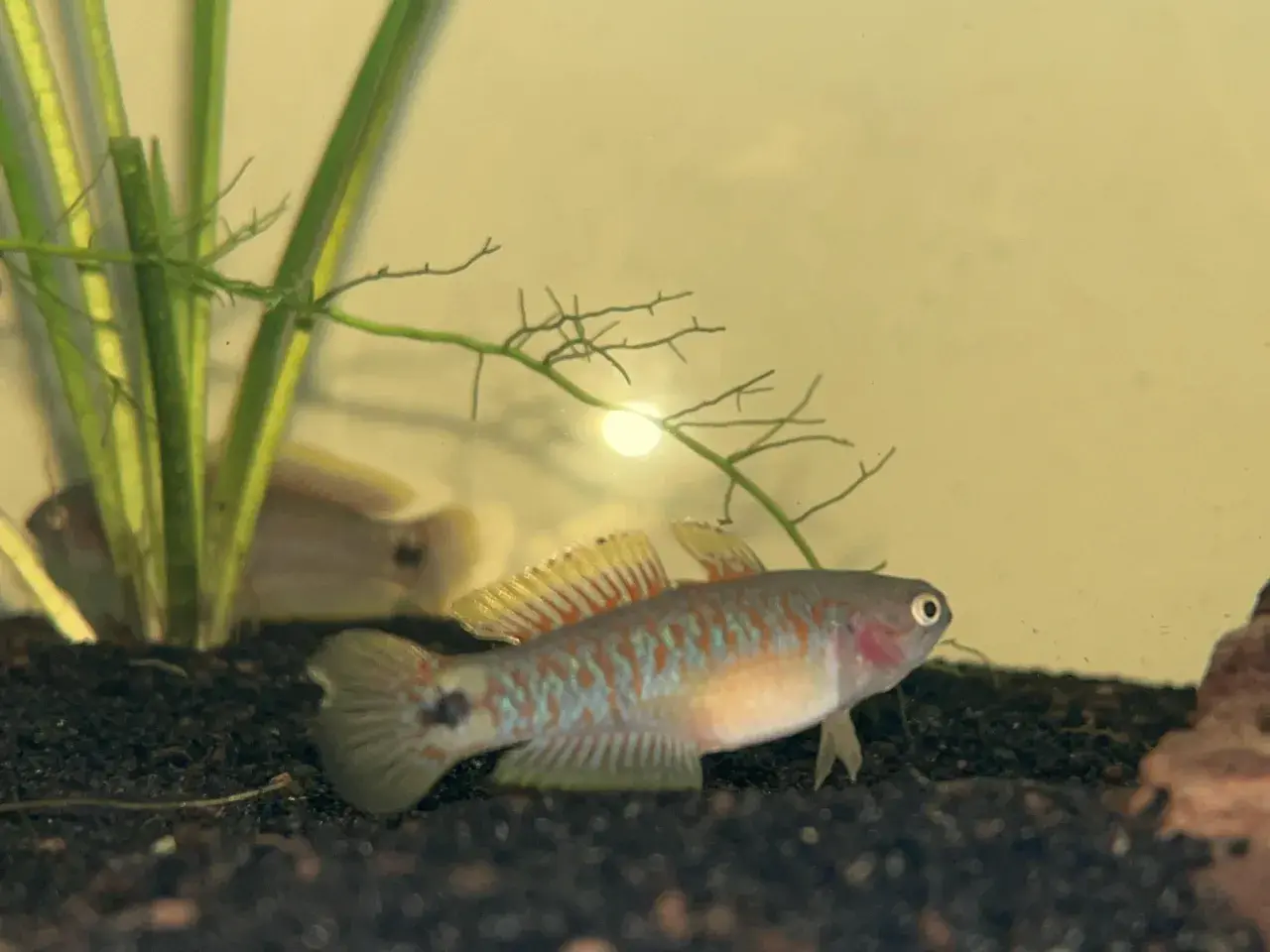 En liten, färgglad peacock gudgeon simmar nära akvarieväxten.