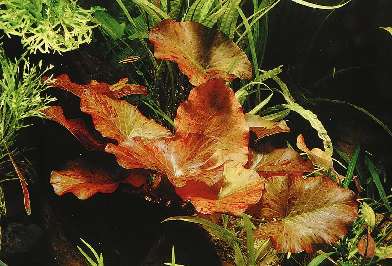 Vackra, flammiga blad av Nymphaea lotus i ett akvarium, omgivna av gröna vattenväxter och en liten fisk.