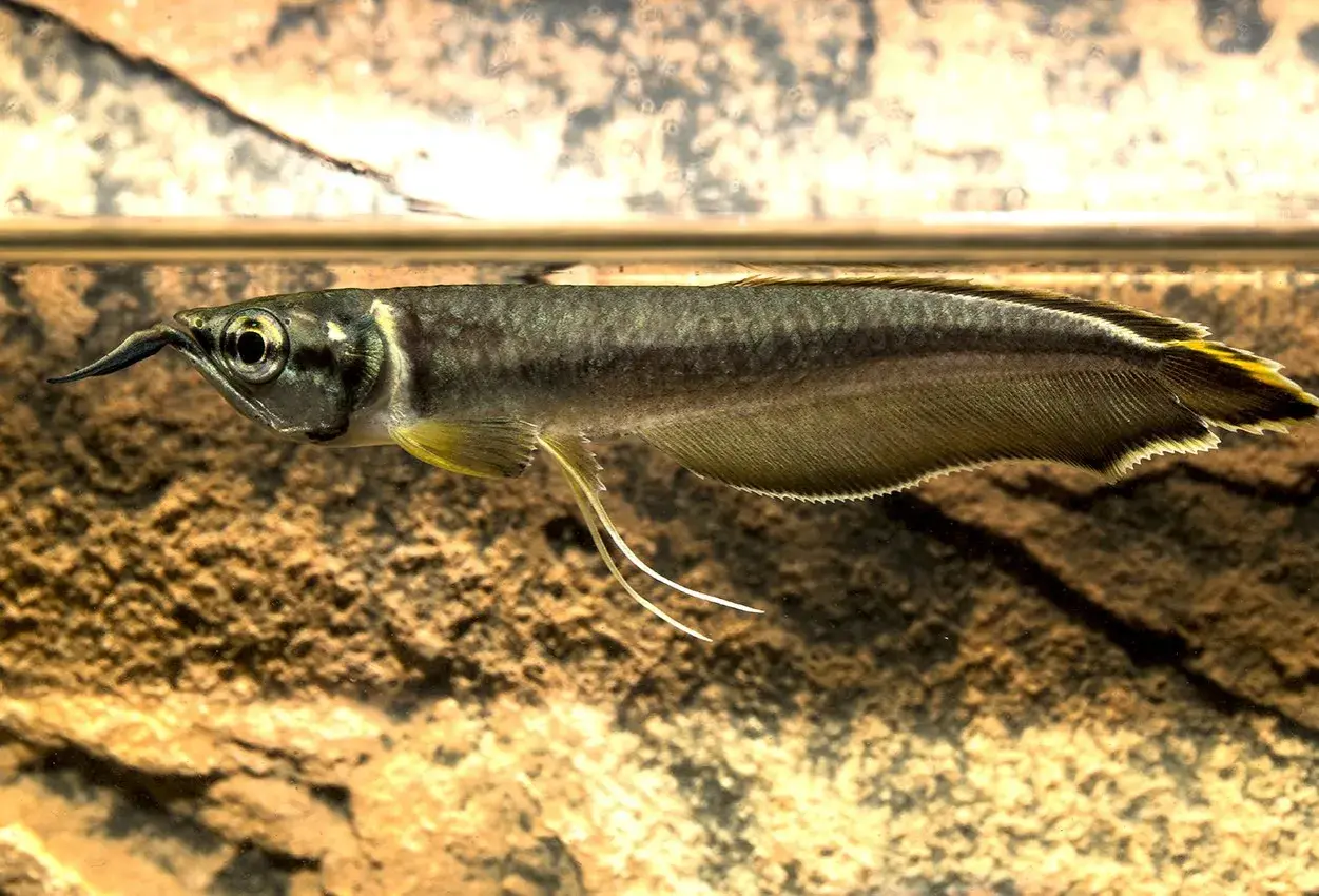En silver arowana simmar nära ytan, dess fjäll glänser och dess skäggtömmar pekar framåt.
