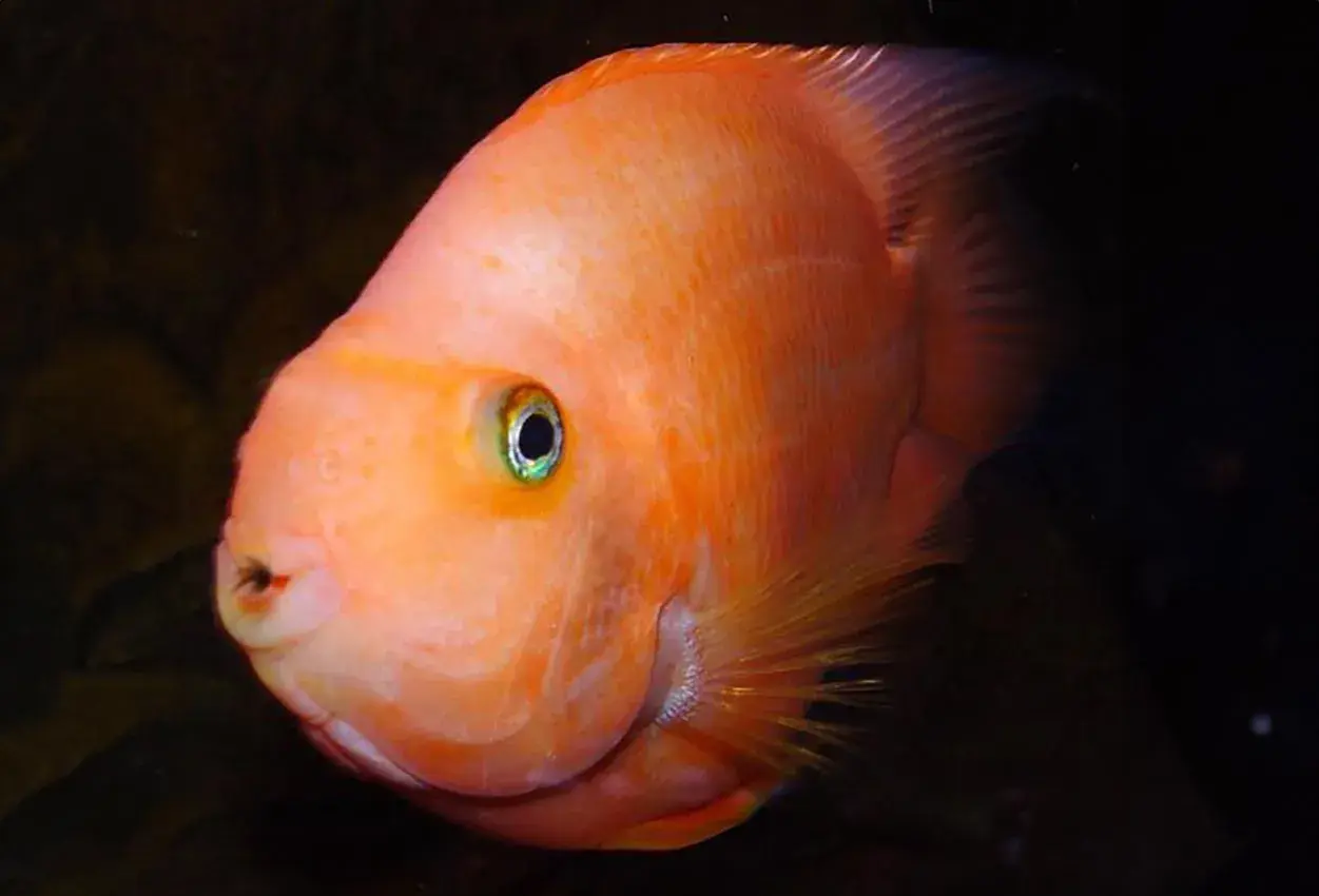 En orange papegojfisk med gröna ögon simmar i mörkt vatten.