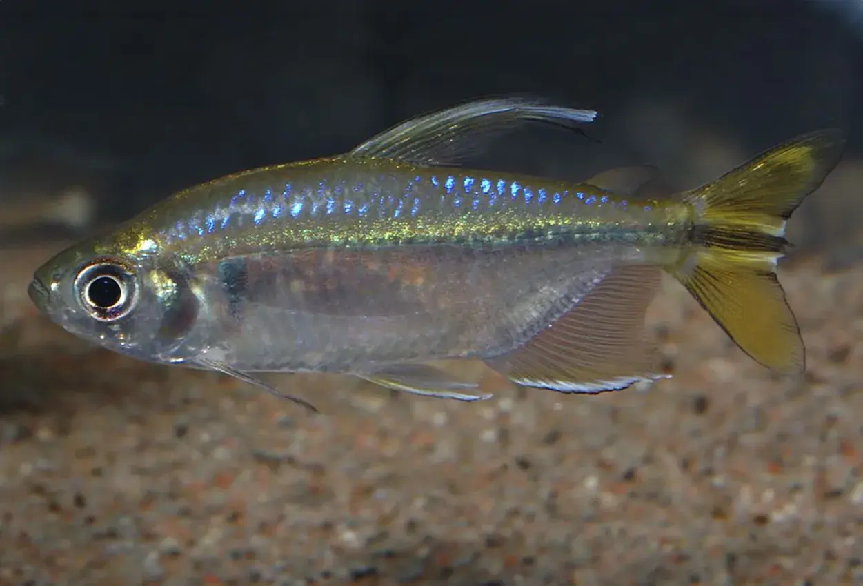 En congo tetra simmar i akvariet med sina glittrande blå prickar och gulaktiga stjärtfena.