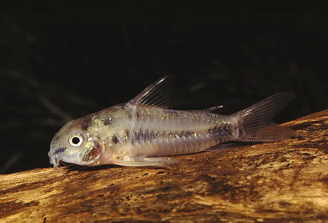 En liten Corydoras habrosus simmar på en träbit.