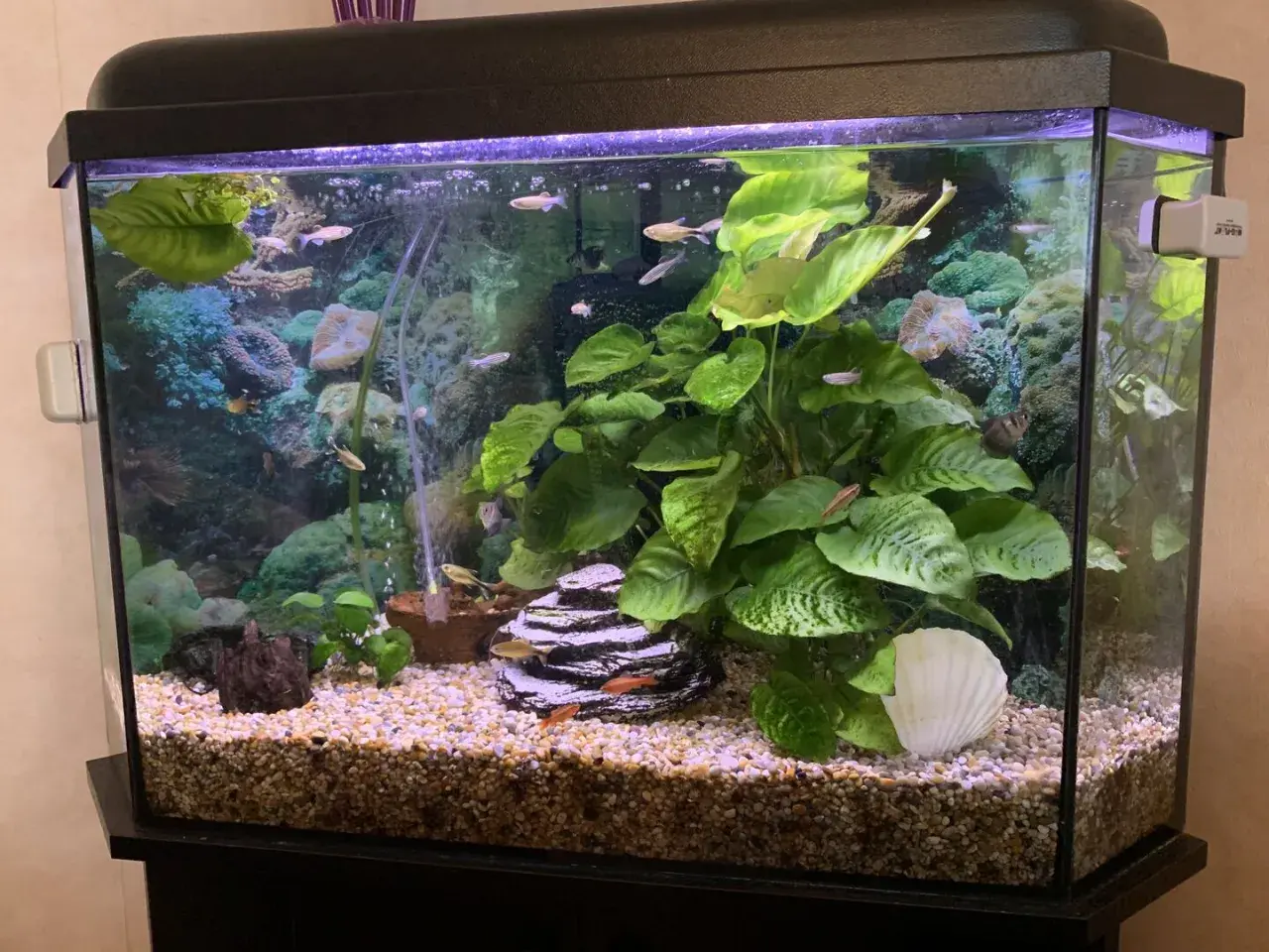 Fiskar simmar i ett välskött akvarium med växter och dekorationer, redo för ett vattenbyte.