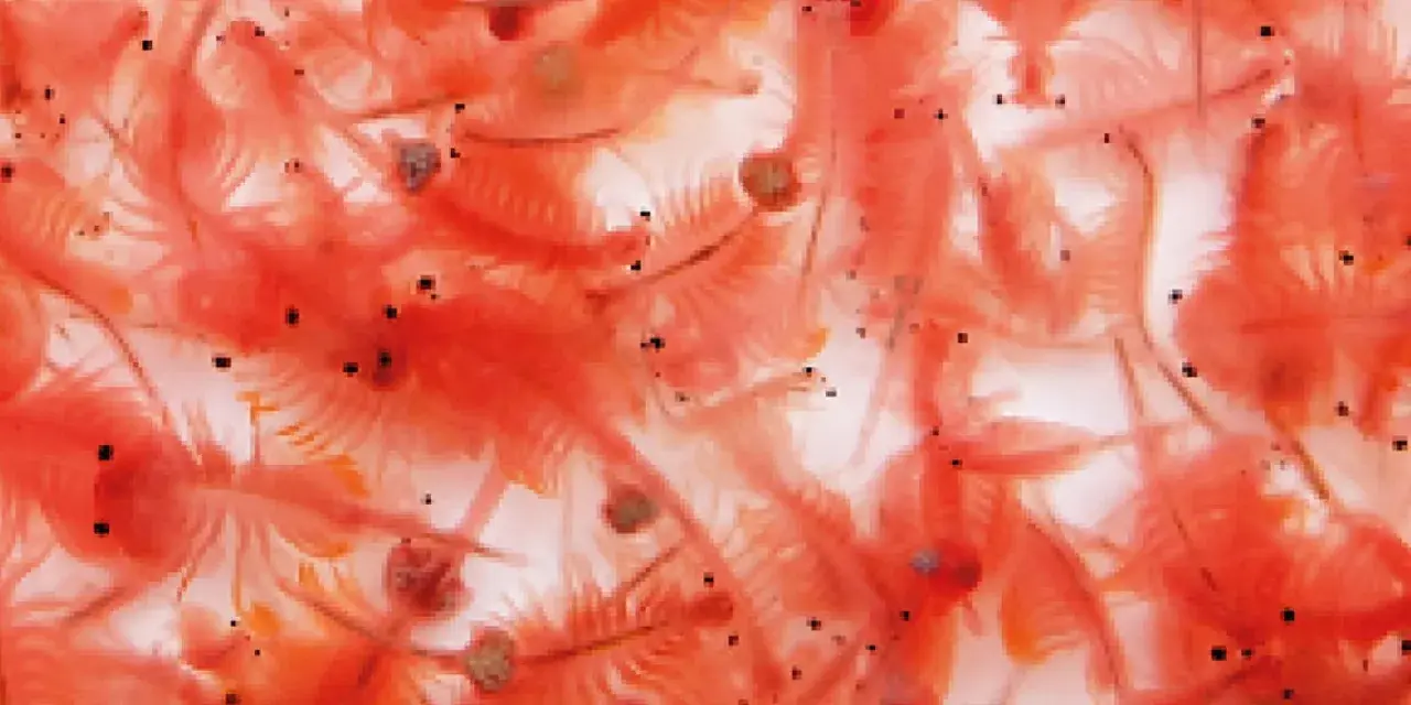 En närbild av många små, rosa artemia-räkor som simmar tätt tillsammans.