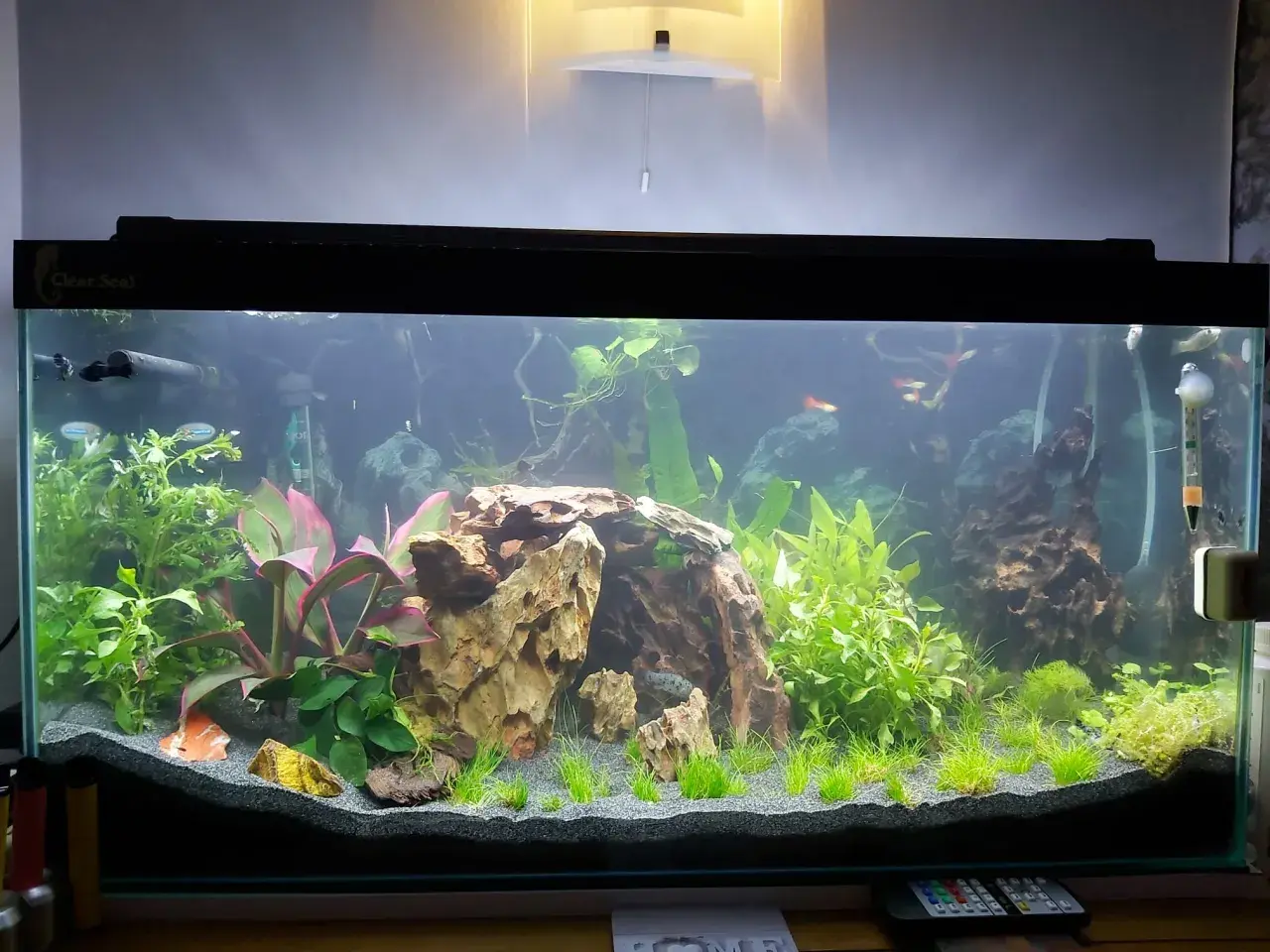 Vackert akvarium med fiskar, växter och stenformationer. En del av inredningen kan hjälpa till att sänka ph i akvarium.