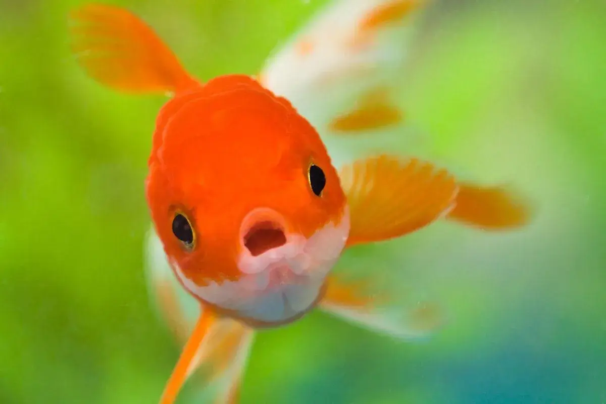En orangefärgad lejonhuvudguldfisk simmar nära kameran med öppen mun.