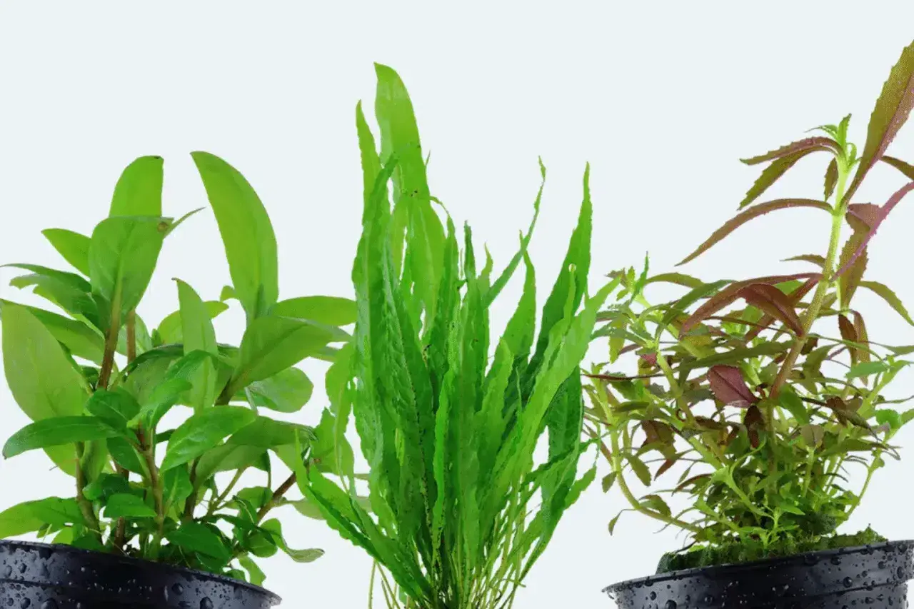 Three potted aquatic plants: green leafy, long green, and red-green leafy.
