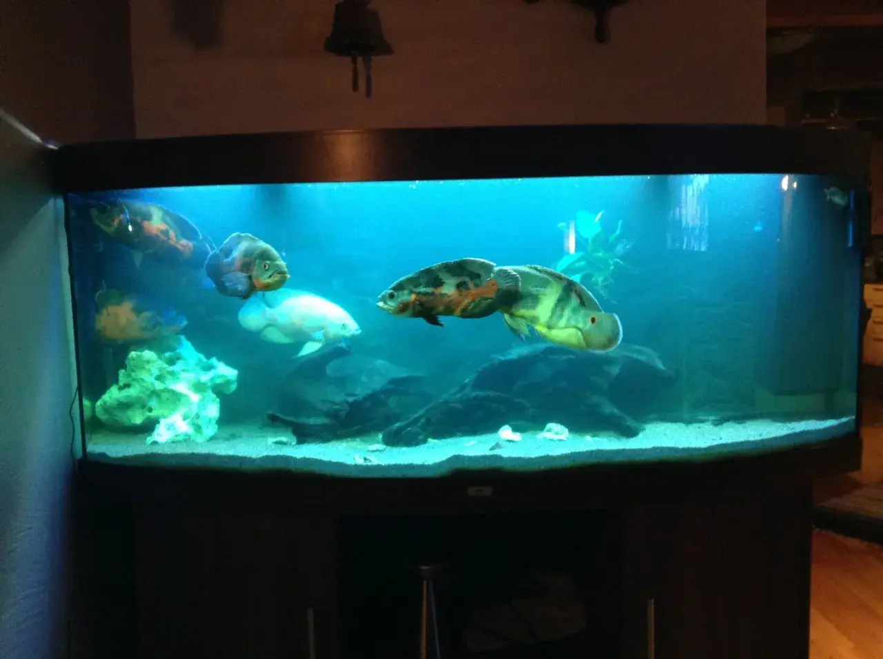 Stora oscar ciklider simmar i ett akvarium med blått ljus och sandbotten. En vit fisk syns också.