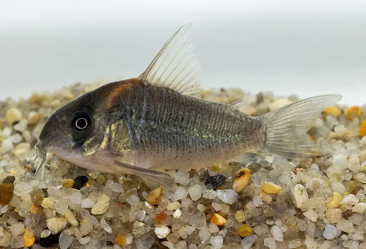 En Corydoras duplicareus simmar på grusig botten. Fisken har en mörkgrå kropp med skimrande sidor och en orangefärgad fläck på huvudet.