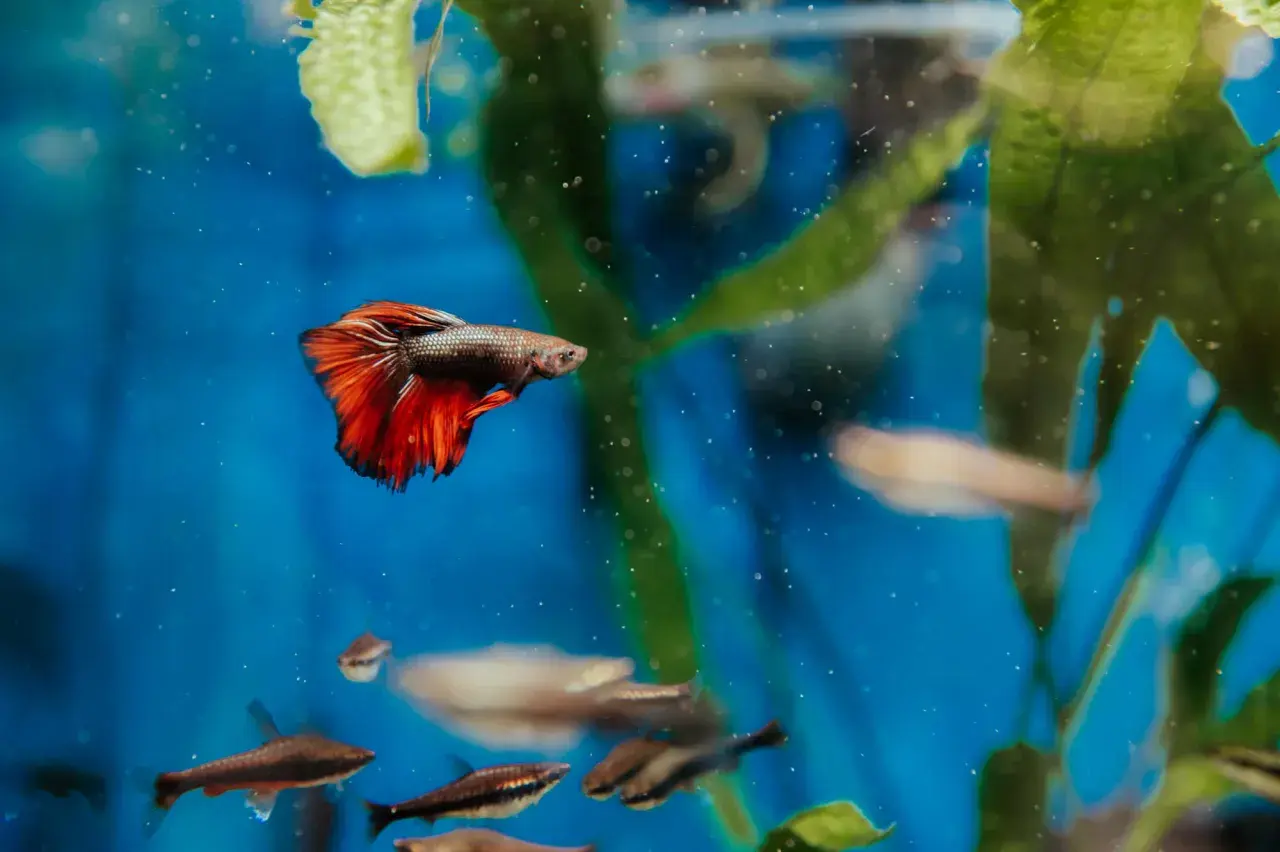 En kampfisk med röda fenor simmar i ett akvarium. Dess färger gör könsbestämning lätt.