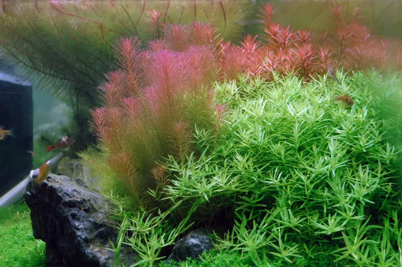 Rikligt med Rotala wallichii i akvariet, med både gröna och rödaktiga nyanser. Små fiskar simmar bland växterna.