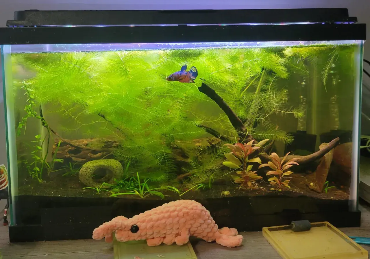 En kampfisk simmar bland frodigt grönt vattenväxt, *Ceratophyllum demersum*, i ett akvarium.