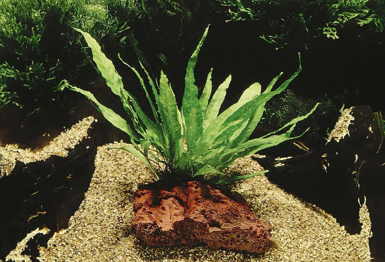 Java fern växer frodigt från en rödaktig sten på en sandig botten i ett akvarium.