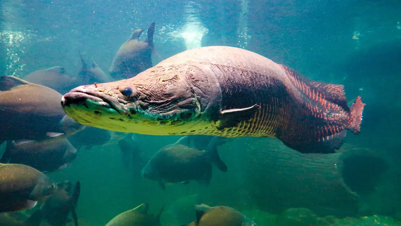 En stor arapaima fisk simmar i grumligt vatten, omgiven av andra fiskar.