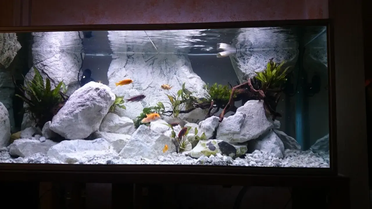 Fiskar simmar bland stora, vita stenar i ett akvarium. Lite mossa på stenarna ger en naturlig känsla.