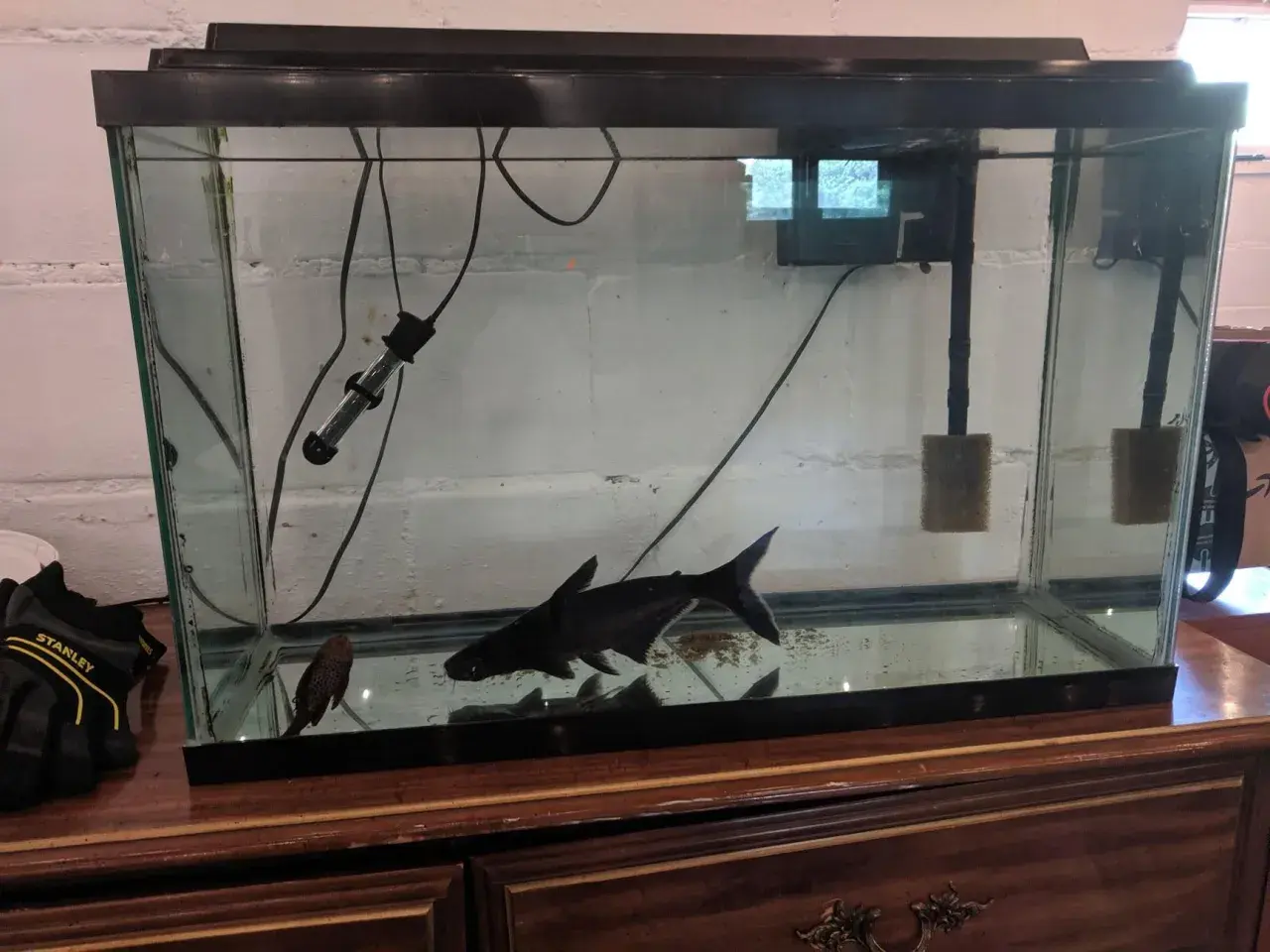 En stor, svart haj simmar i ett akvarium med en mindre prickig fisk.