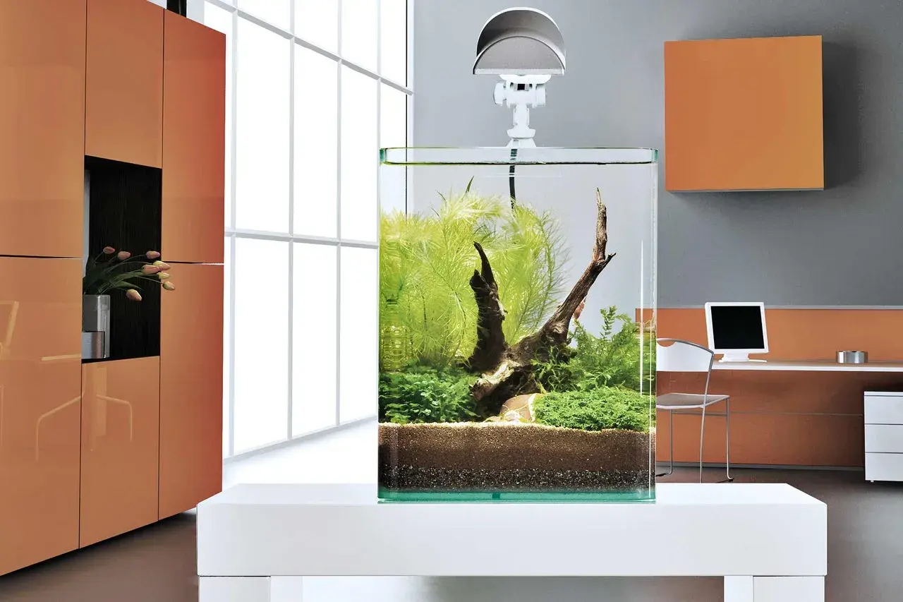 Ett stilrent litet akvarium med frodig grönska och drivved, placerat på ett vitt bord i ett modernt rum.