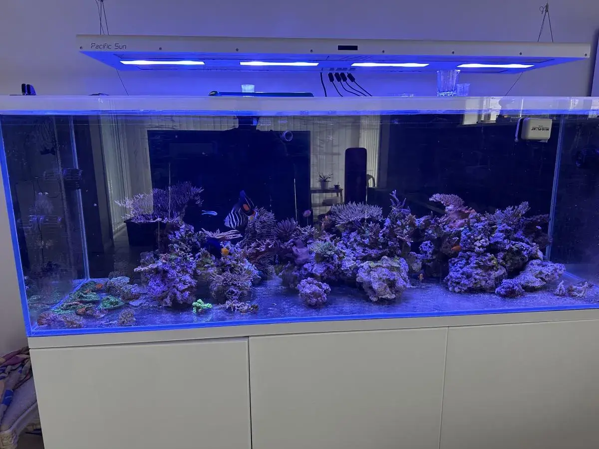 Ett akvarium med koraller och fiskar, inklusive en clownfisk och en kejsarfisk. En cleaner shrimp putsar stenarna.