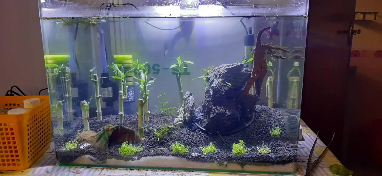 Akvarium med bambu, stenar och en fisk. Dracaena sanderiana växer i vattnet.