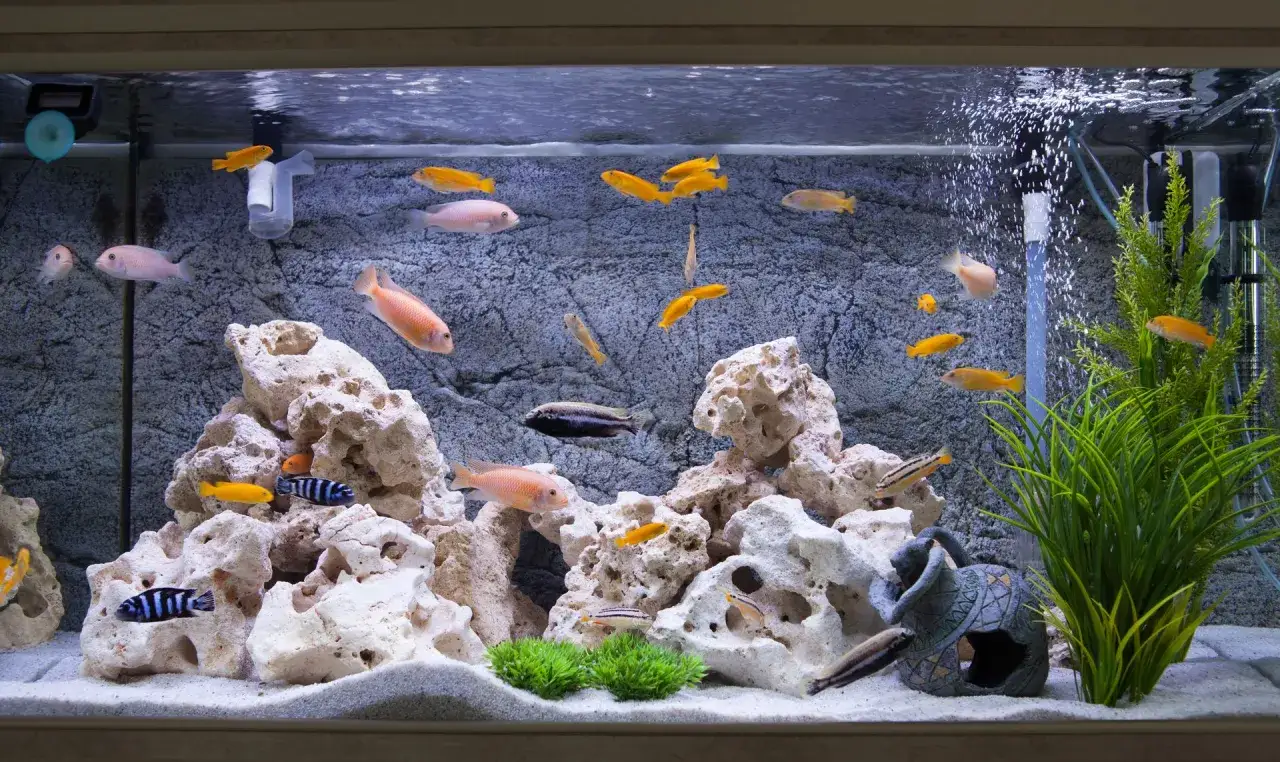 Ett akvarium med många färgglada fiskar, inklusive äkta malar, som simmar bland stenar och växter.