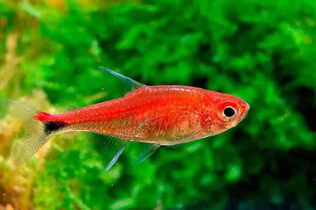 En liten, lys r&ouml;d fisk, en Axelrodia riesei, simmar framf&ouml;r gr&ouml;n akvariev&auml;xt.