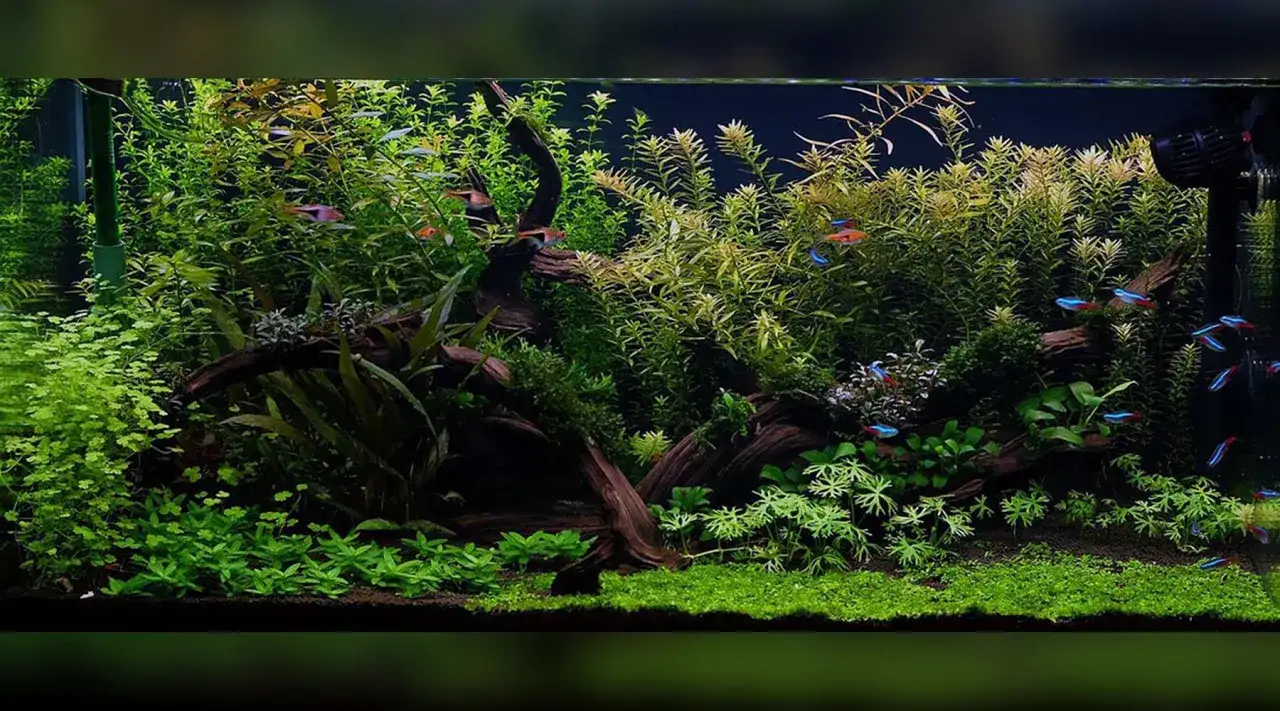 Ett frodigt akvarium utan pump, fyllt med gr&ouml;na v&auml;xter och simmande neonfiskar.