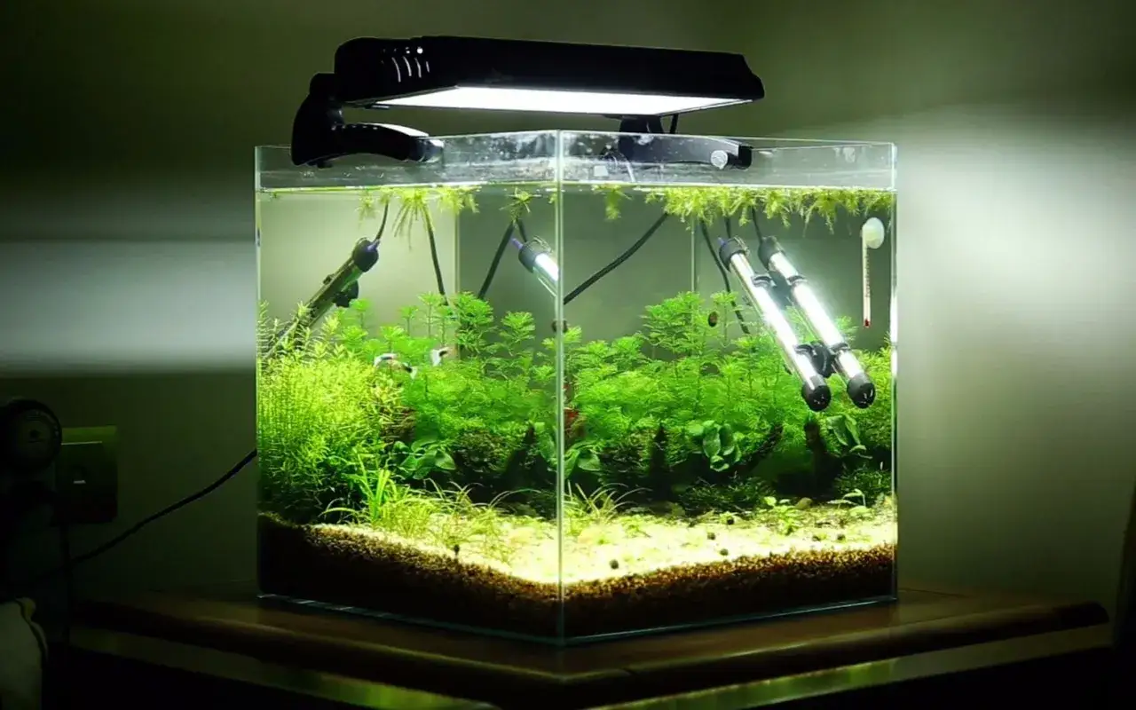 Ett frodigt akvarium med små fiskar och växter, perfekt för dig som vill skaffa akvarium.