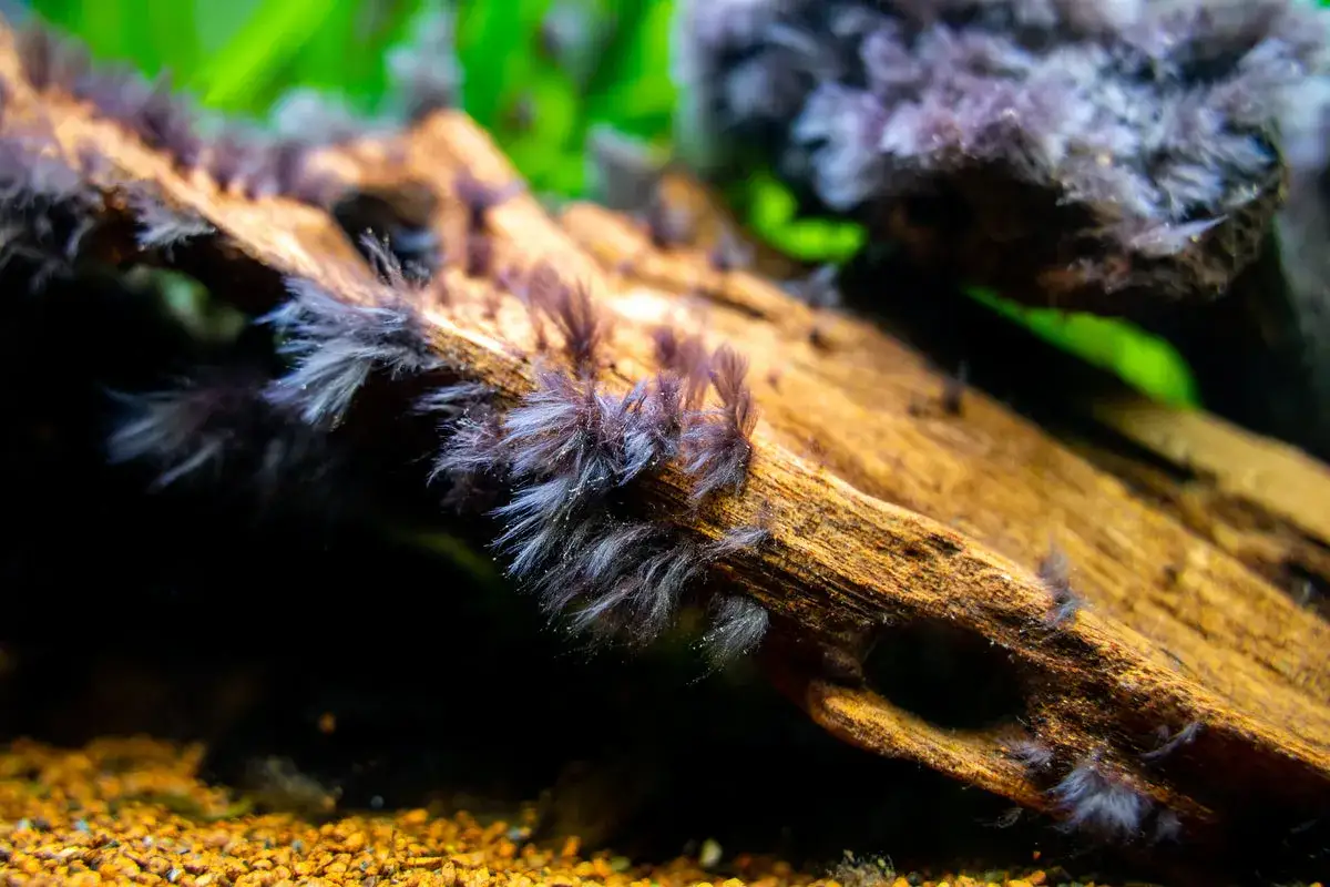 En n&auml;rbild av en tr&auml;rot i ett akvarium med fluffiga, m&ouml;rka alger som v&auml;xer p&aring; den.