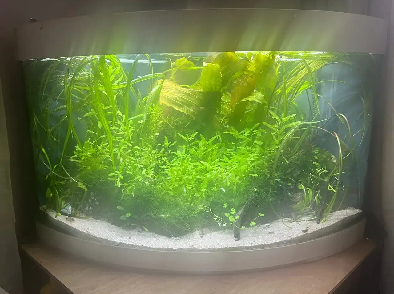 Ett v&auml;lsk&ouml;tt akvarium med frodig gr&ouml;nska och en ensam metallpansarmal som simmar bland v&auml;xterna.